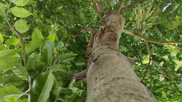 Sengon Buto (Enterolobium cyclocarpum) has dense leaves. This tree is native to tropical Mexico and South America