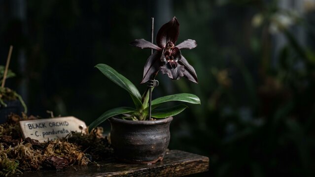Rare Black Orchid Flower Paphiopedilum in Pot on Dark Wooden Table