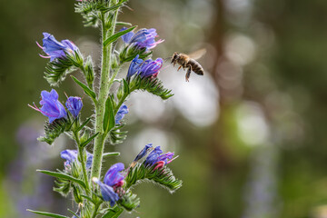 Echium vulgare in bloom attracting bees in a lush green field during a sunny afternoon in spring © Oleh Marchak