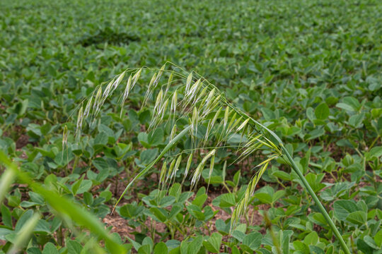 Wild oat Avena fatua growing in a lush field surrounded by green vegetation under clear daytime skies