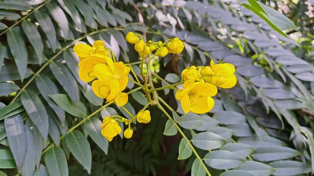 Closeup view of golden wonder tree flowers and leaves glowing in sunlight tropical garden foliage