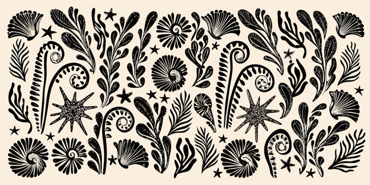 Black and white botanical illustration featuring shells ferns and starfish