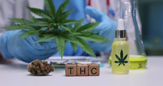 Wooden blocks spell abbreviation THC by cannabis leaf and oil bottle. Scientist measures extract drops labelling sample for controlled potency testing