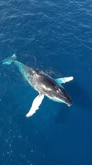 Fototapeta premium A humpback whale swimming in the blue water conveys a sense of grandeur and serves as a backdrop for the ocean or the natural landscape.