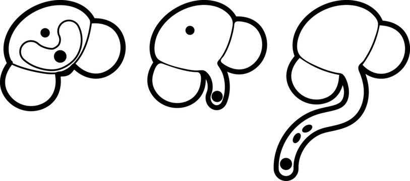 Pollen germination and pollen tube growth in gymnosperms