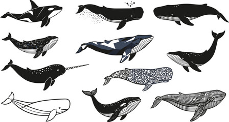 Whale silhouettes, marine mammal icons, ocean wildlife graphics, orca illustration, humpback whale design, narwhal vector art, aquatic animal symbol, black white © MSTMISLA