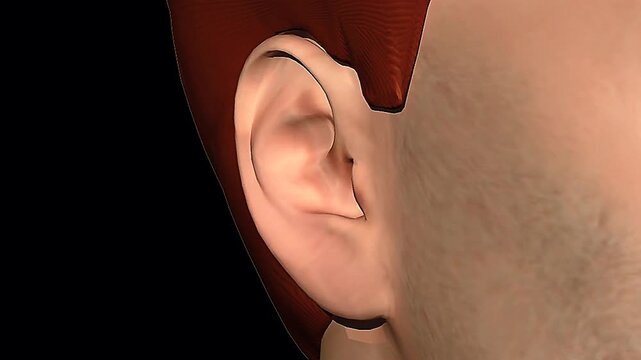 3D animation showing human ear anatomy with outer, middle, and inner ear for hearing function.