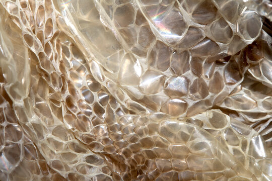 Close up of shedded snake skin snakeskin textured reptile background
