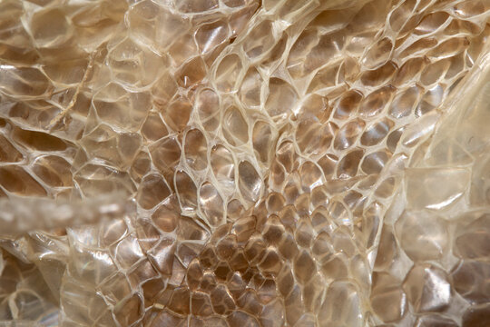 Close up of shedded snake skin snakeskin textured reptile background