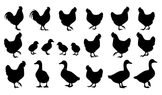 Farm poultry silhouette collection vector chickens ducks geese bird icon set
