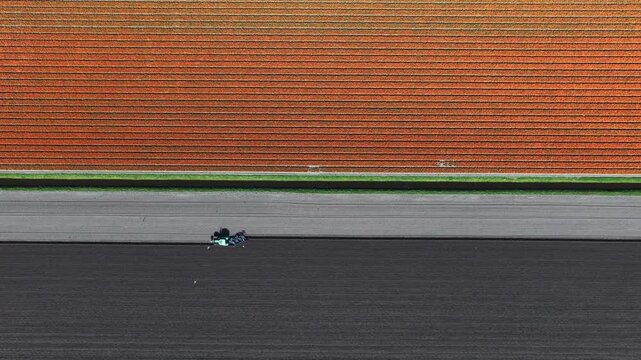 Aerial top down view of tractor working in dutch tulip fields