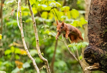 Fototapeta premium Red Squirrels feeding at THe Dingle Anglesey