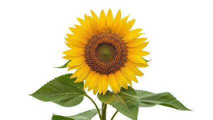 Obraz premium Vibrant sunflower, bright yellow petals, green leaves, floral beauty isolated on Transparent Background