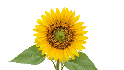 Fototapeta premium Vibrant sunflower, bright yellow petals, green leaves, floral closeup, natural beauty isolated on Transparent Background