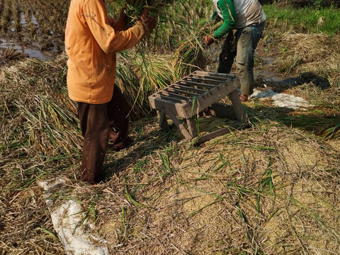 Asian farmers harvesting rice manually using a wooden thresher tool in a rural paddy field. Traditional agriculture in West Java, Indonesia