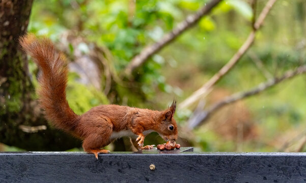 Red Squirrels feeding at THe Dingle Anglesey
