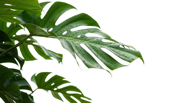 Detailed macro plant shot featuring lush green tropical monstera leaves bending gracefully in the wind floating over an empty white space ready for botanical graphic compositions.