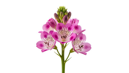 Fototapeta premium Pink aloe flowers, aloe blossoms, purple floral, succulent blooms isolated on Transparent Background