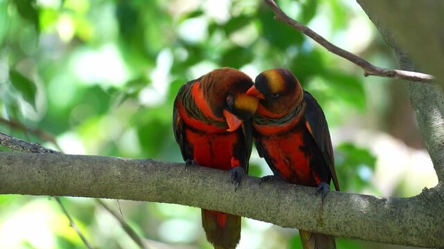 Two Dusky lories (Chalcopsitta fuscata) perches side by side amidst lush green foliage, engaged in affectionate behaviour, preening and grooming one another, close up shot.
