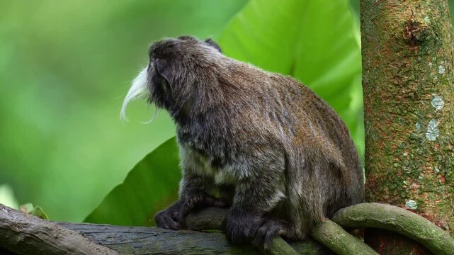 Close up shot of an Emperor tamarin monkey (Saguinus imperator) perches on the branch, curiously looks around its surroundings, and makes long high-pitched calls.
