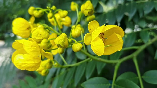 Closeup view of golden wonder tree flowers and leaves glowing in sunlight tropical garden foliage