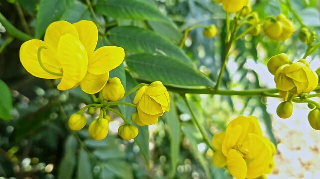 Closeup view of golden wonder tree flowers and leaves glowing in sunlight tropical garden foliage
