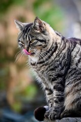 Fototapeta premium A close-up portrait of a funny cat sitting on a rock with its tongue hanging out.
