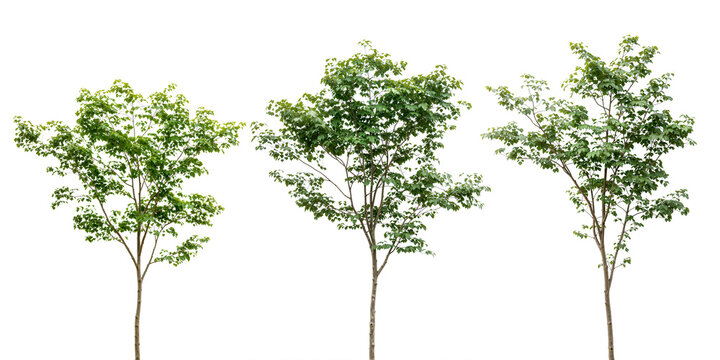 Collection of trees isolated on white background