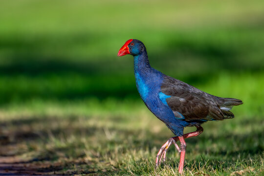 &ldquo;Royal Stride&rdquo;

Purple Swamphen - Tr&iacute;ch Cồ &Uacute;c Ch&acirc;u.

Herdsman Park Reserve - Perth - Western Australia.

April 2026.