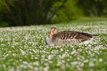 Greylag goose resting in grass among daisies © in_colors