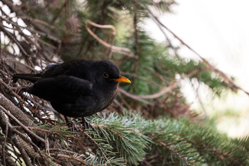 Common blackbird male with orange beak perched on pine branch © Art L
