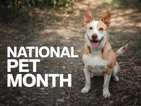 Happy dog sitting on a forest path during national pet month