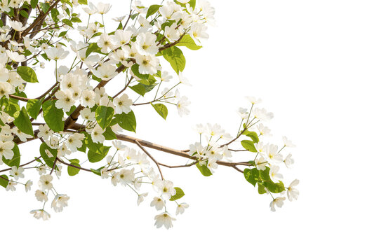 white cherry blossom isolated on white