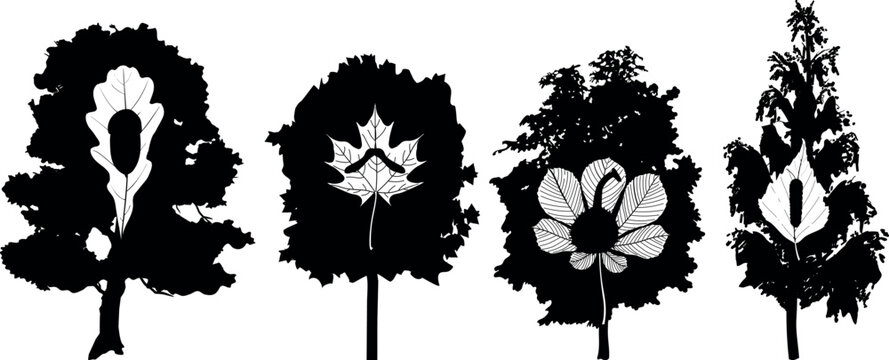 Conceptual tree silhouettes set with leaves and seeds inside: oak with acorn, maple with samara, horse chestnut with fruit, and birch with catkins, minimalist nature logo icons