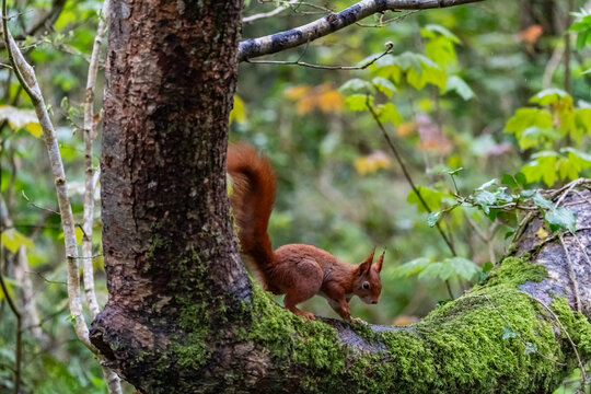 Red Squirrels feeding at THe Dingle Anglesey