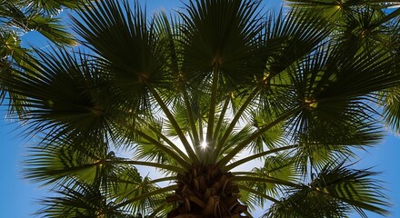 Obraz premium Underneath a vibrant palm tree canopy, the sun's rays pierce through the verdant fronds, casting a beautiful glow against the clear blue sky, evoking a tropical summer paradise