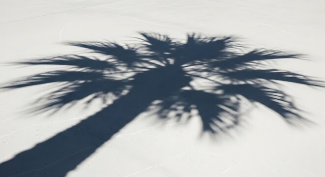 Striking shadow of a tropical palm tree extending across a sunlit, textured surface, perfectly capturing the essence of warm summer days and serene island getaways