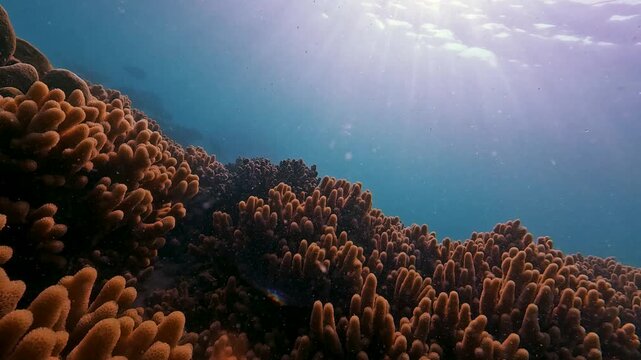 A large school of parrotfish swims in silhouette against the backdrop of soft, branched orange corals in shallow water in a sea bay.