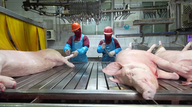 Workers in protective gear processing pig carcasses on a production line inside a commercial meat plant
