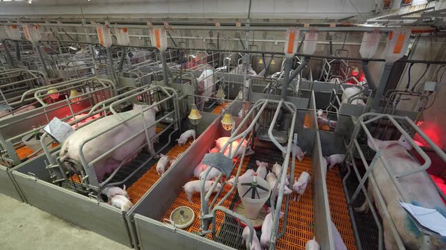 High-angle view of an industrial pig farm maternity ward featuring sows in farrowing crates with newborn piglets under heat lamps