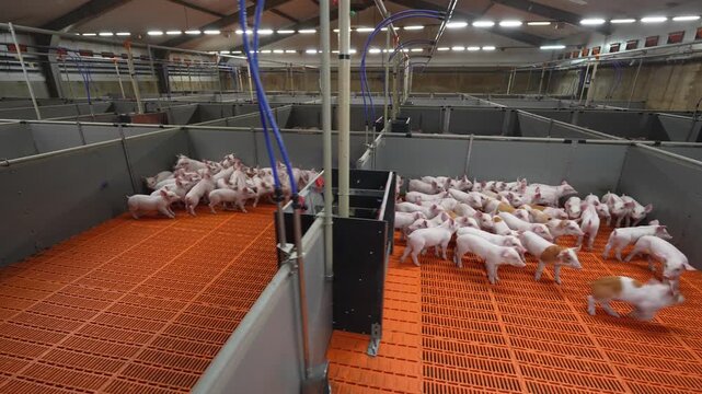 Elevated wide-angle view of a modern industrial pig farm showing multiple pens filled with young piglets on slatted floors