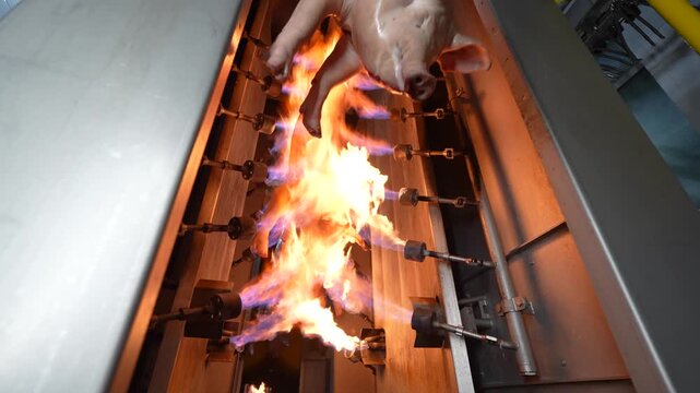 Pork carcass singeing process with gas burners in automated meat processing facility