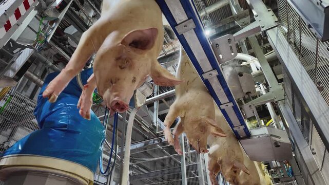 Industrial pork processing line with hanging pig carcasses in modern slaughterhouse facility