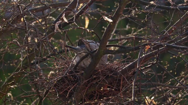 A dove sitting on her eggs in a nest in a tree in the morning sun. Wildlife, street animals
