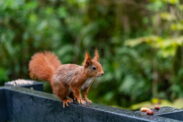 Obraz premium Red Squirrels feeding at THe Dingle Anglesey