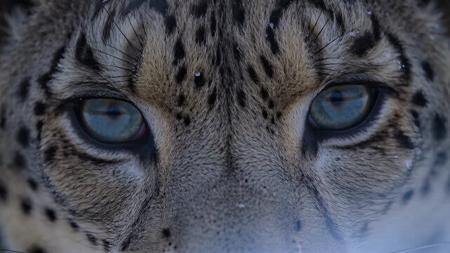 Close Up Leopard Eyes In Focus For Cinematic Frame.