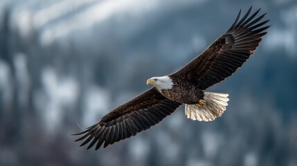 Fototapeta premium Bald eagle soaring gracefully through a mountainous landscape with blurred trees and soft light creating a serene natural backdrop