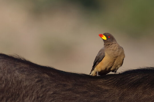 Gelbschnabel-Madenhacker / Yellow-billed oxpecker / Buphagus africanus