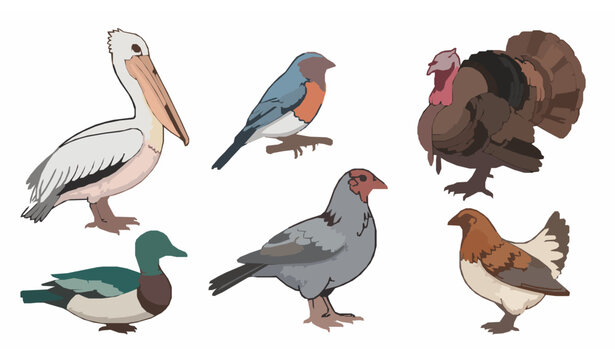 Decorative bird collection vector pelican finch turkey duck chicken illustration