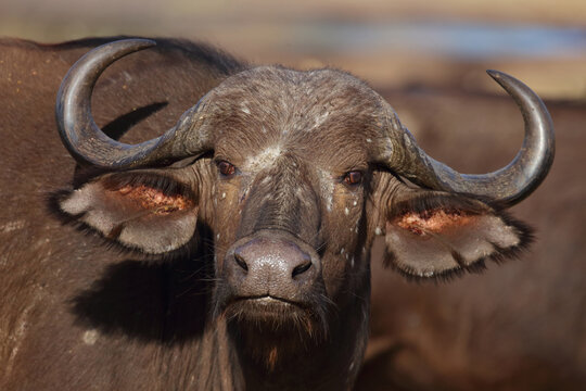 Kaffernb&uuml;ffel / African buffalo / Syncerus caffer